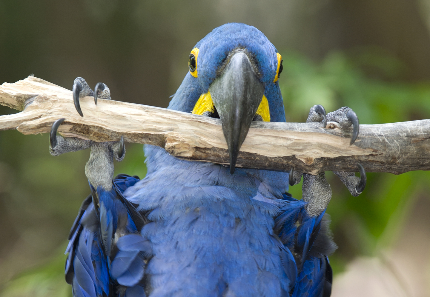 hyacinth-macaw-the-largest-parrot-in-the-world-one-earth